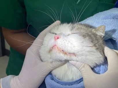 น้องจุ้มปุ๊ก กับก้อนเนื้อหลายตำแหน่ง